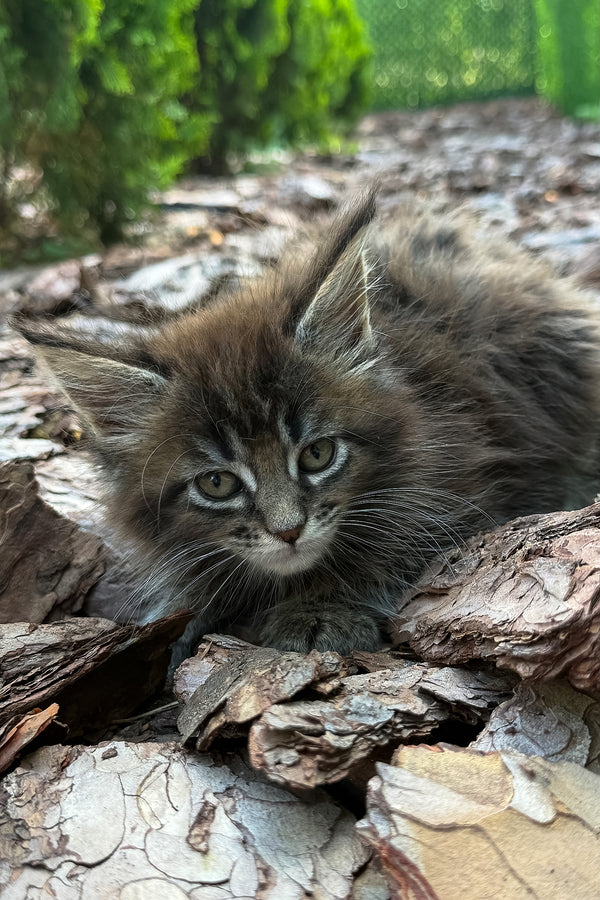 Aelita | Maine Coon Kitten