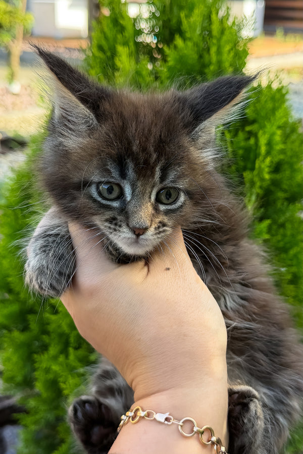 Aelita | Maine Coon Kitten