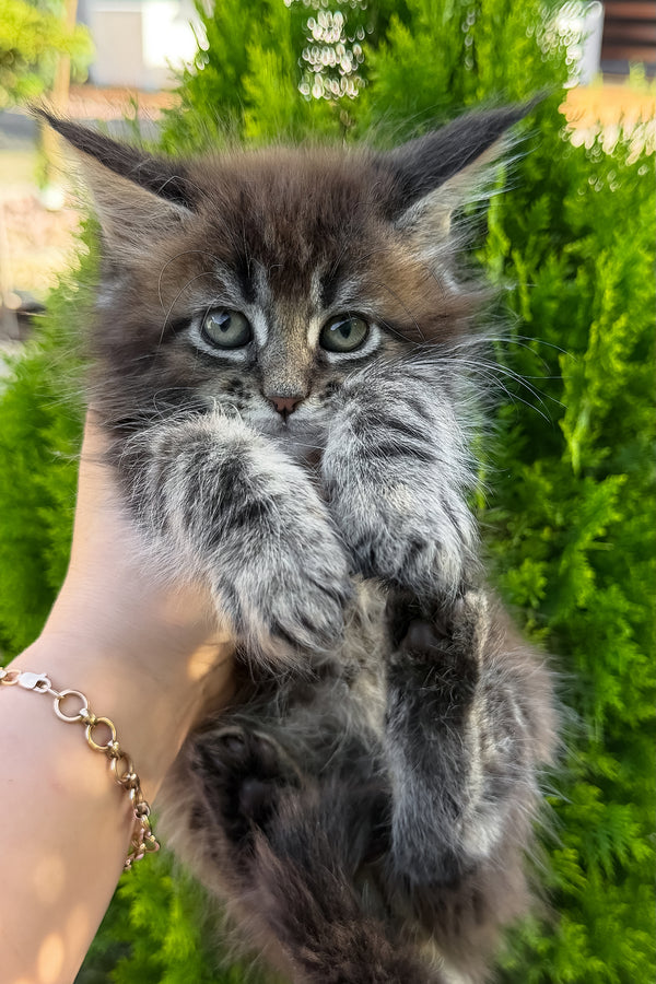 Aelita | Maine Coon Kitten