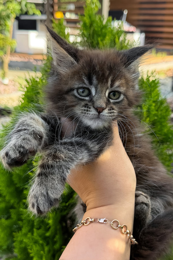 Aelita | Maine Coon Kitten