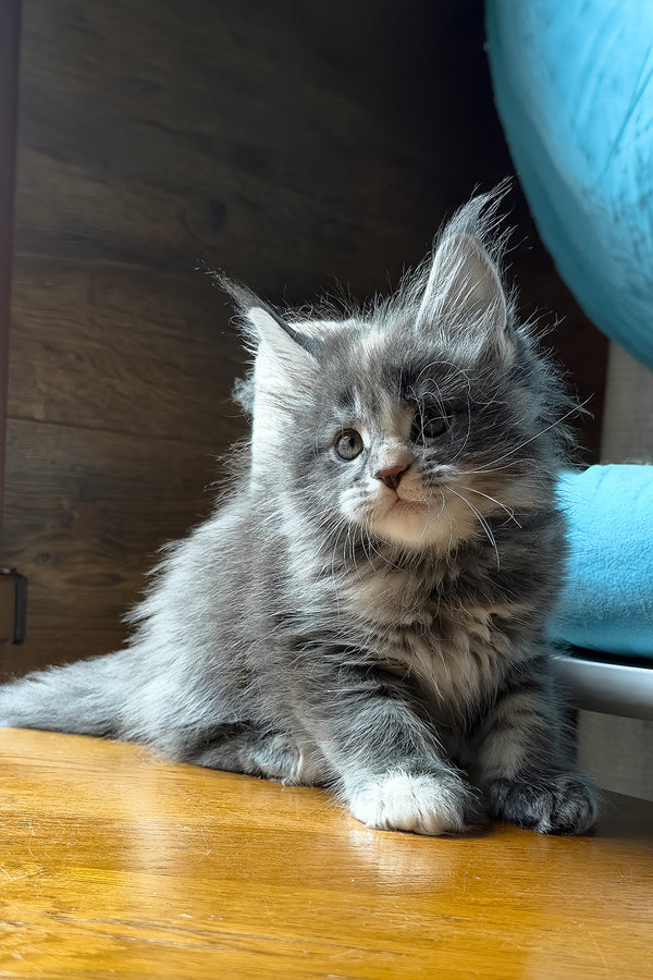Afel | Maine Coon Kitten