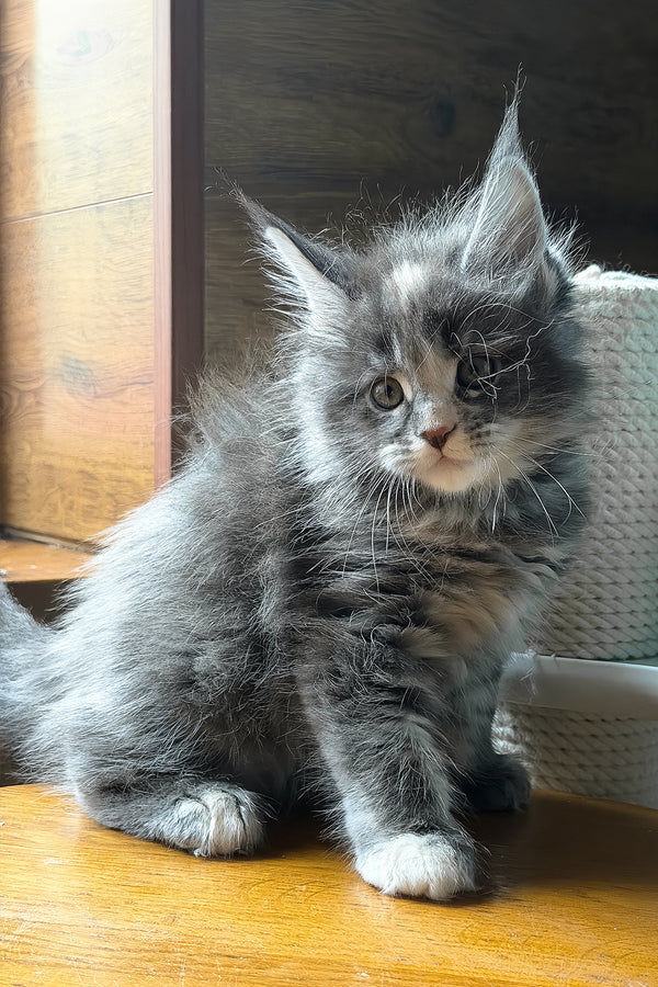 Afel | Maine Coon Kitten