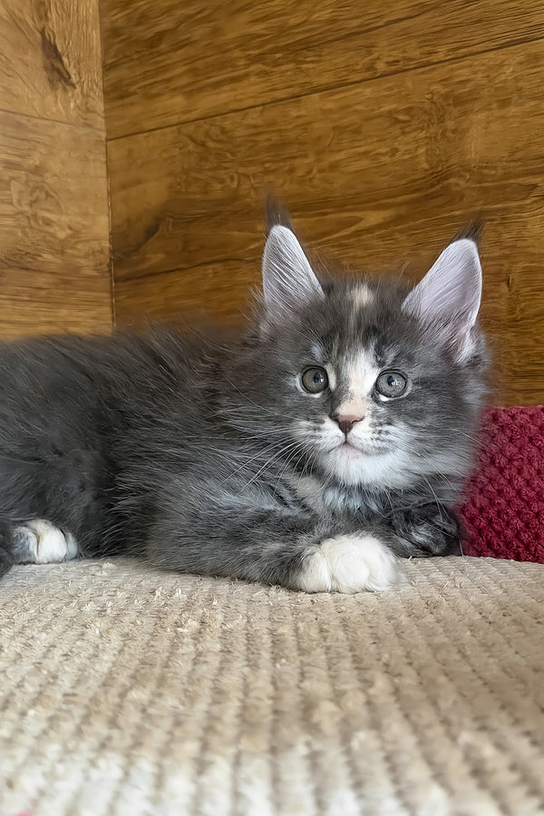 Afel | Maine Coon Kitten