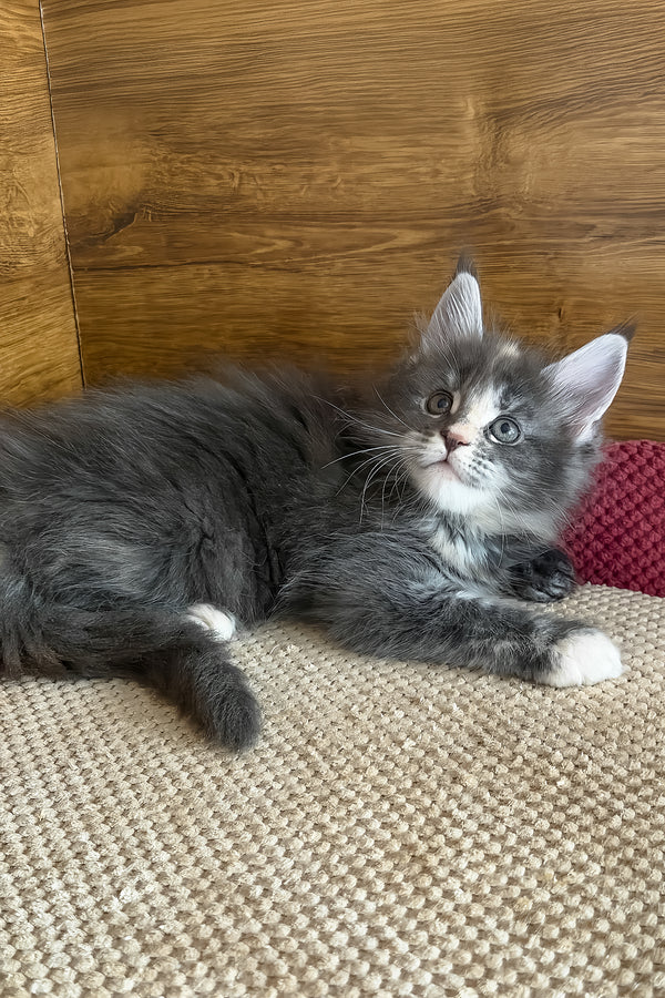Afel | Maine Coon Kitten