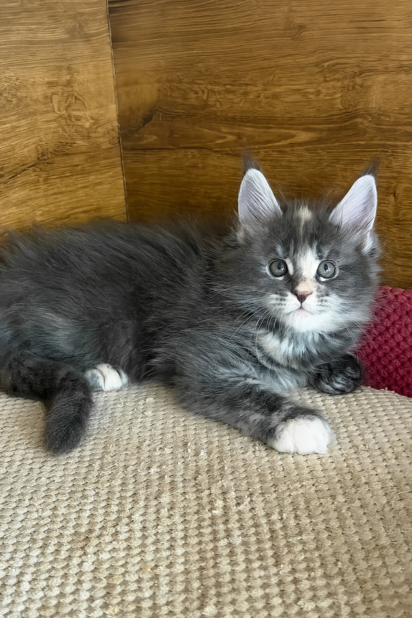 Afel | Maine Coon Kitten