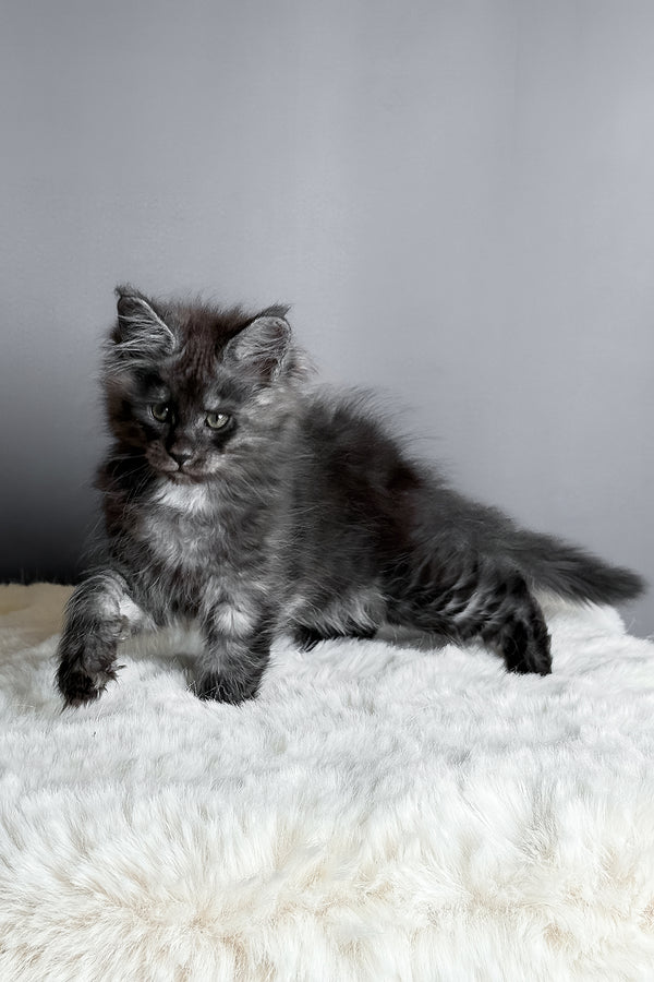 Aida | Maine Coon Kitten