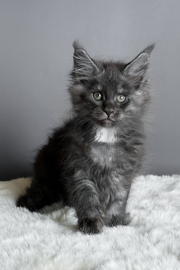 Aida | Maine Coon Kitten