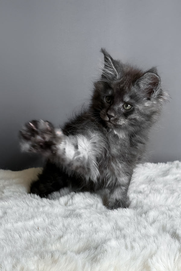 Aida | Maine Coon Kitten