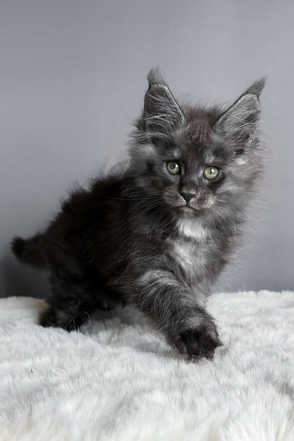 Aida | Maine Coon Kitten
