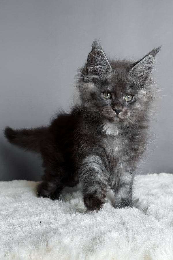 Aida | Maine Coon Kitten