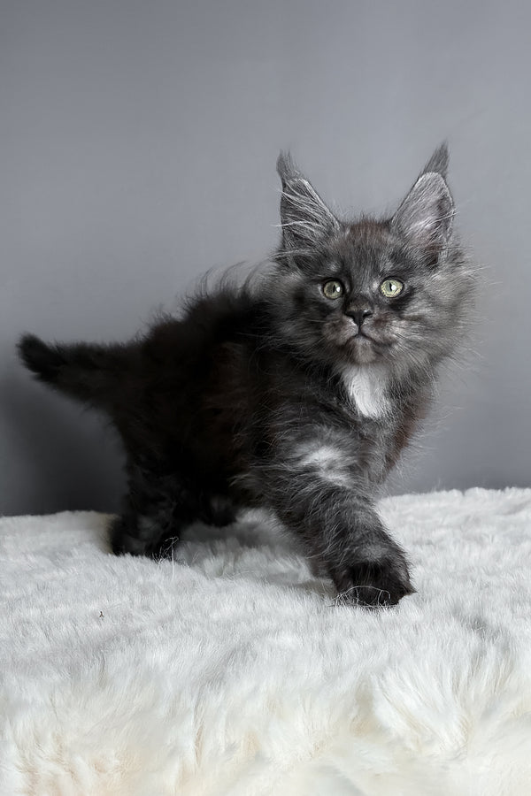 Aida | Maine Coon Kitten