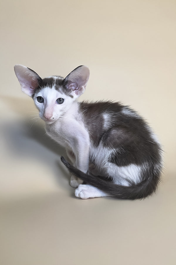 Akira | Oriental Shorthair Kitten