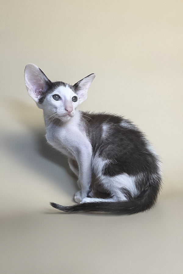 Akira | Oriental Shorthair Kitten