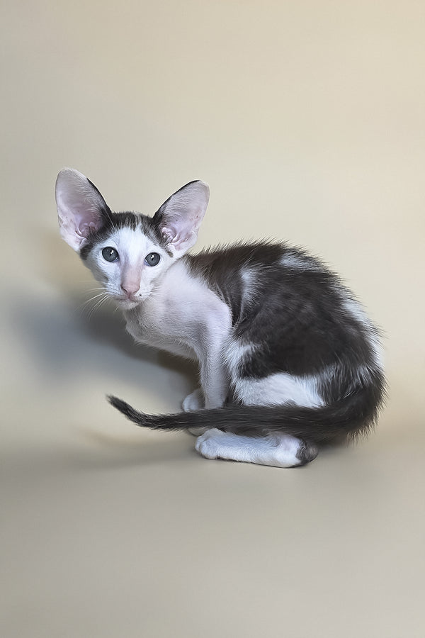 Akira | Oriental Shorthair Kitten