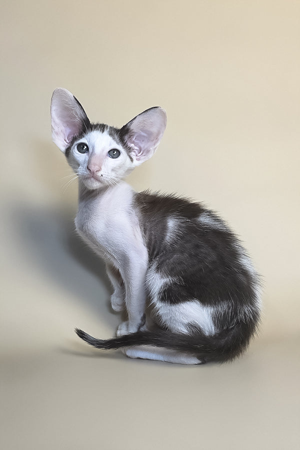Akira | Oriental Shorthair Kitten