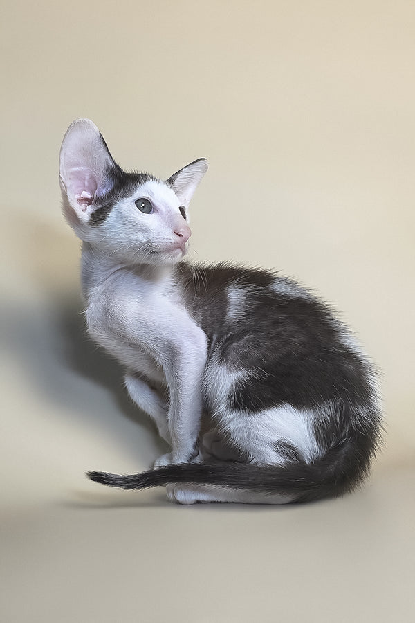 Akira | Oriental Shorthair Kitten
