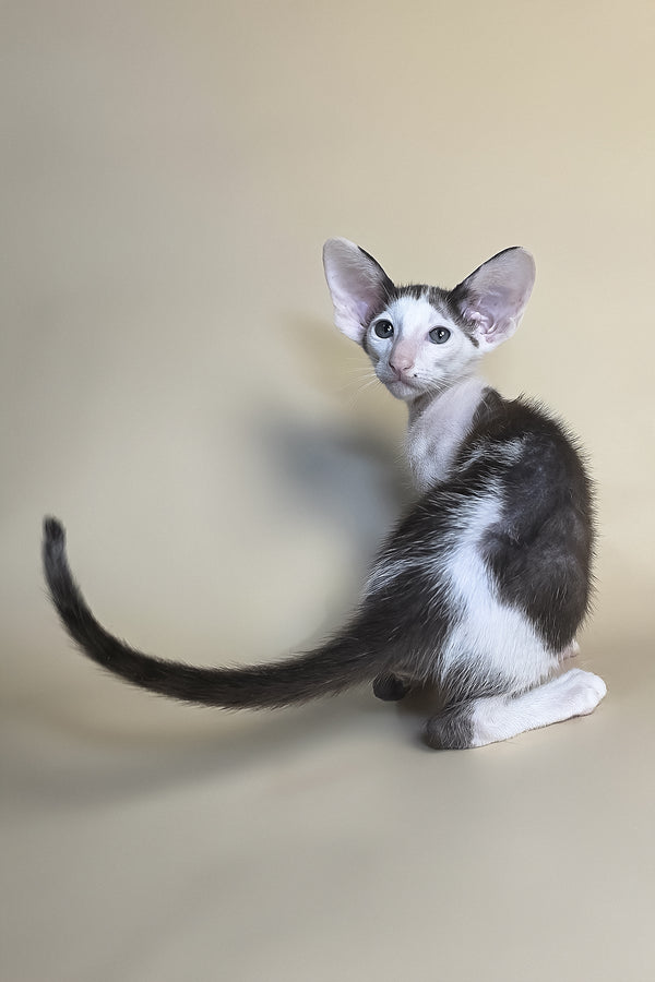 Akira | Oriental Shorthair Kitten