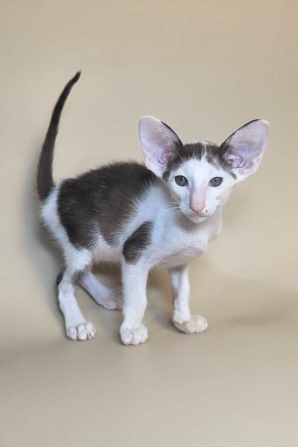 Akira | Oriental Shorthair Kitten