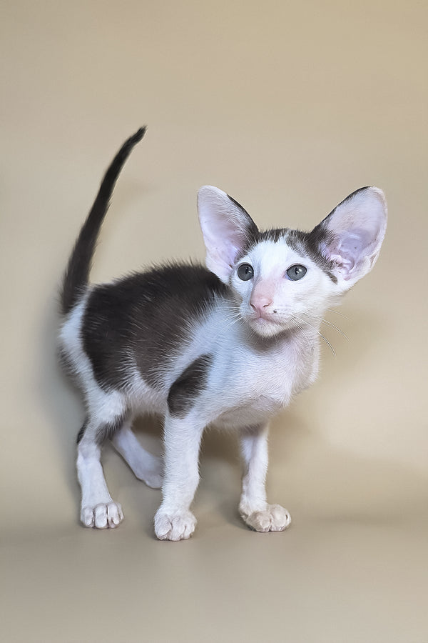 Akira | Oriental Shorthair Kitten