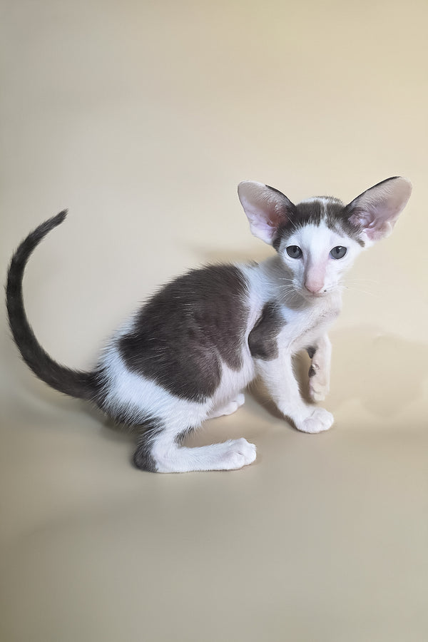 Akira | Oriental Shorthair Kitten