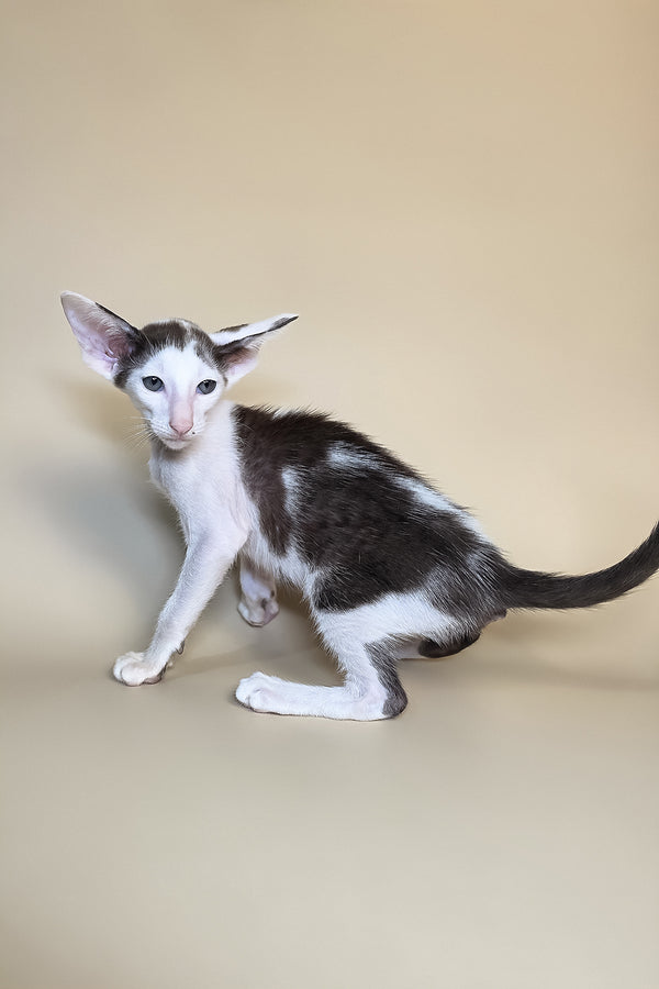 Akira | Oriental Shorthair Kitten