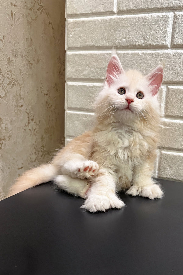 Alan | Polydactyl Maine Coon Kitten