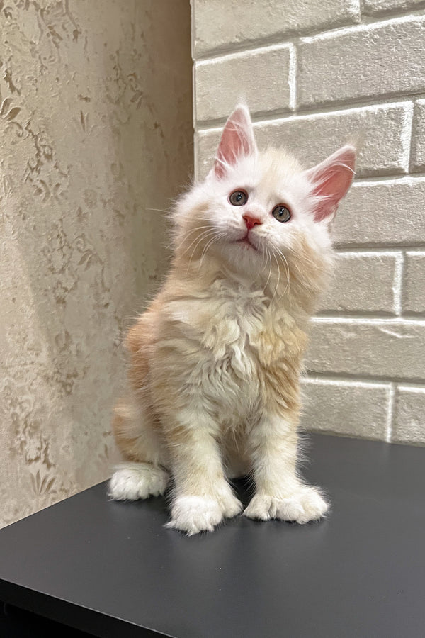 Alan | Polydactyl Maine Coon Kitten