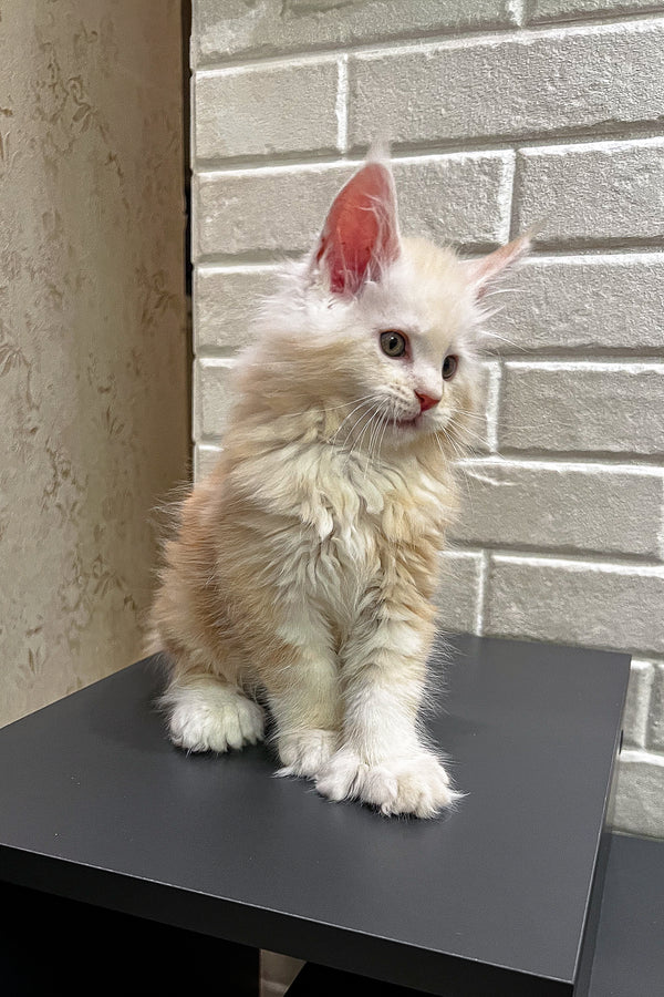 Alan | Polydactyl Maine Coon Kitten
