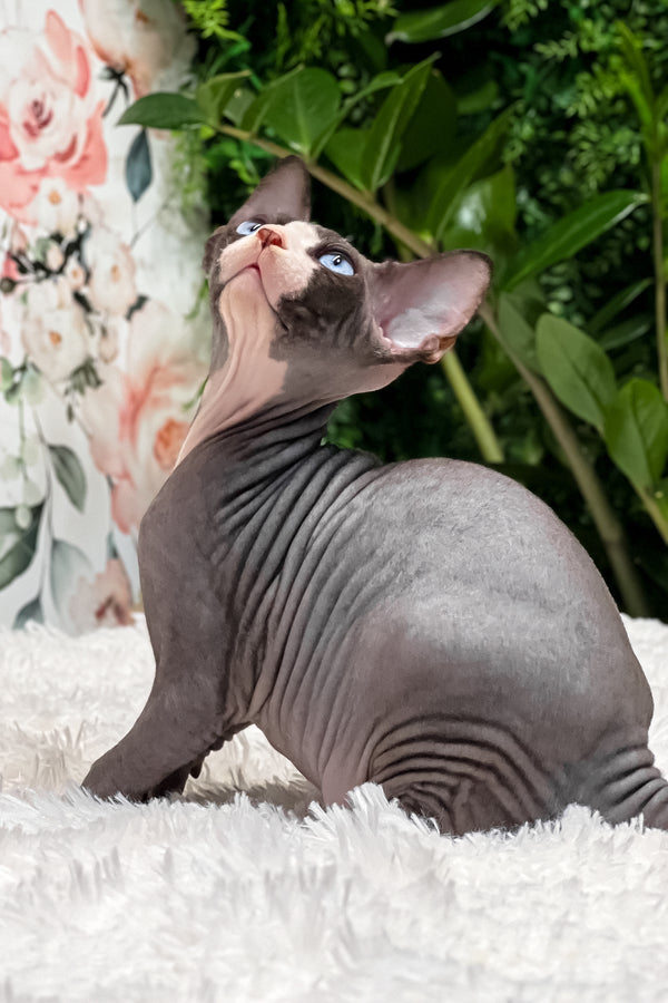 Aladdin | Sphynx Kitten
