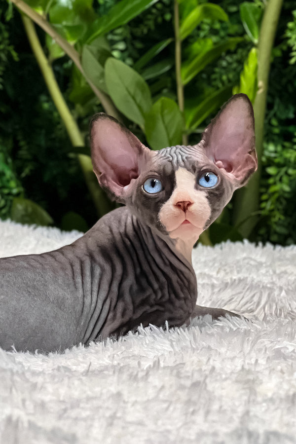 Aladdin | Sphynx Kitten
