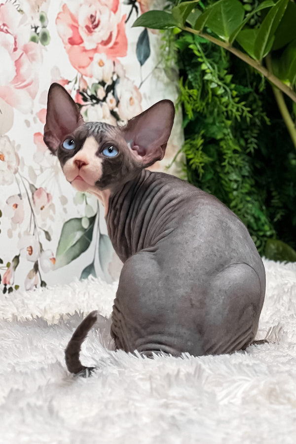 Aladdin | Sphynx Kitten