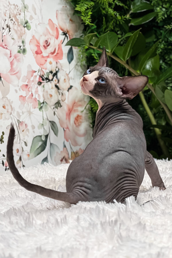 Aladdin | Sphynx Kitten