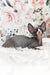 Aladdin | Sphynx Kitten