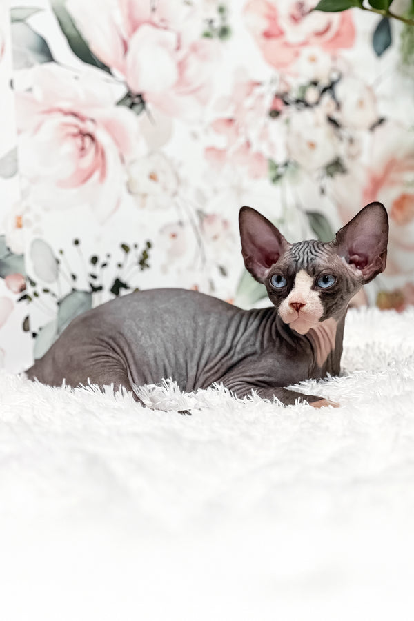 Aladdin | Sphynx Kitten