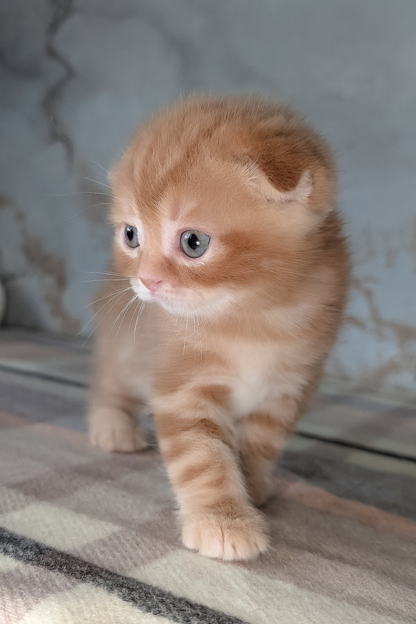 Alan | Scottish Fold Kitten