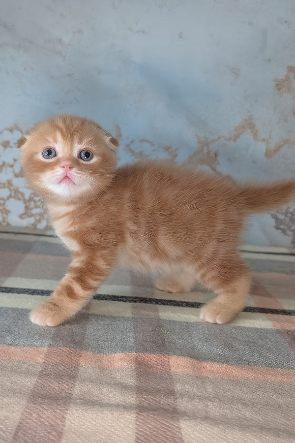 Alan | Scottish Fold Kitten