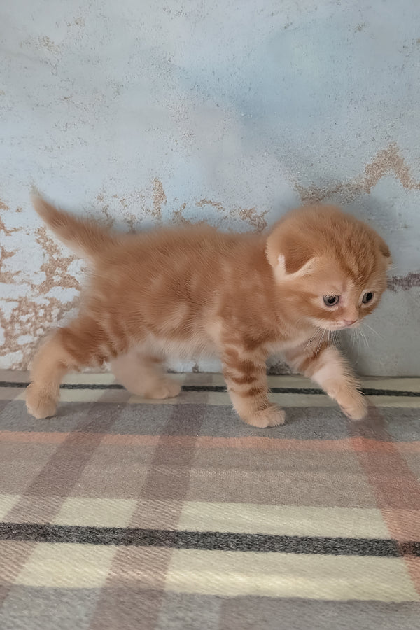 Alan | Scottish Fold Kitten