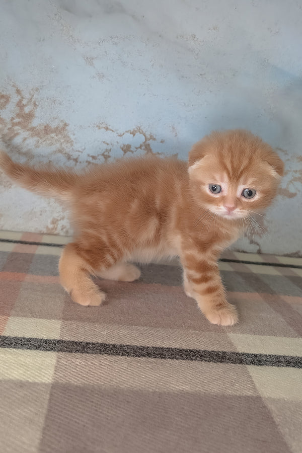 Alan | Scottish Fold Kitten