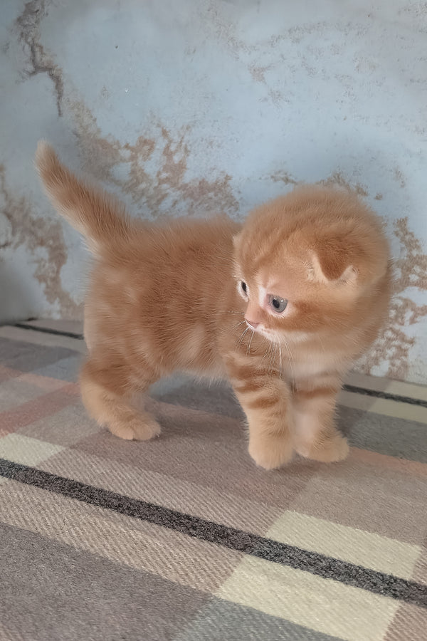 Alan | Scottish Fold Kitten