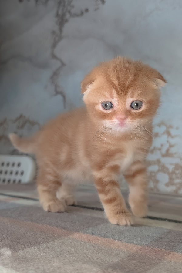 Alan | Scottish Fold Kitten