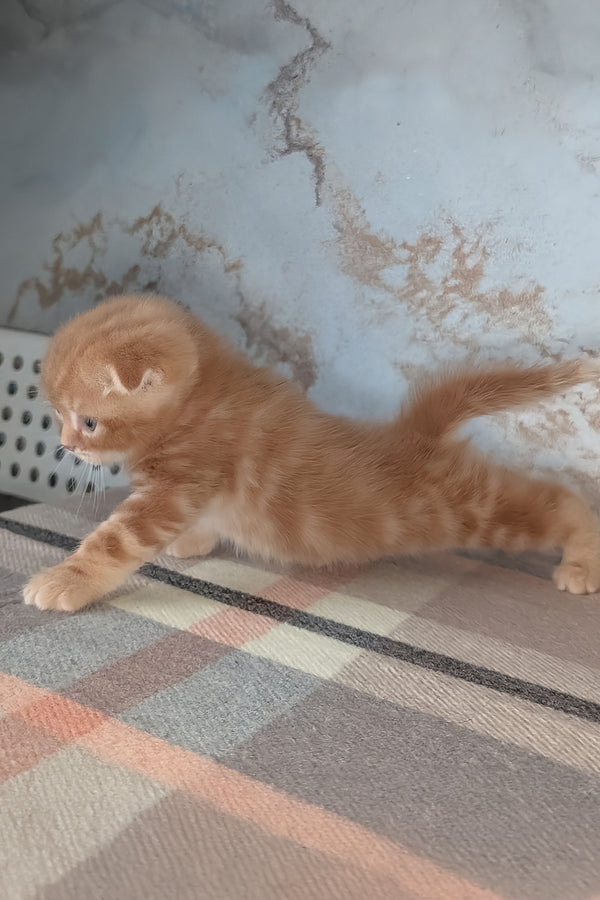 Alan | Scottish Fold Kitten
