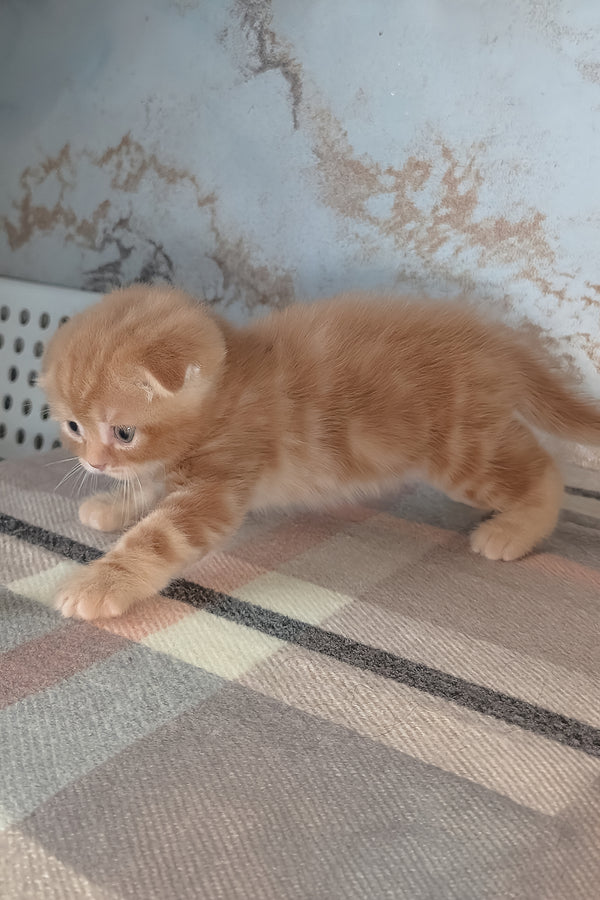 Alan | Scottish Fold Kitten