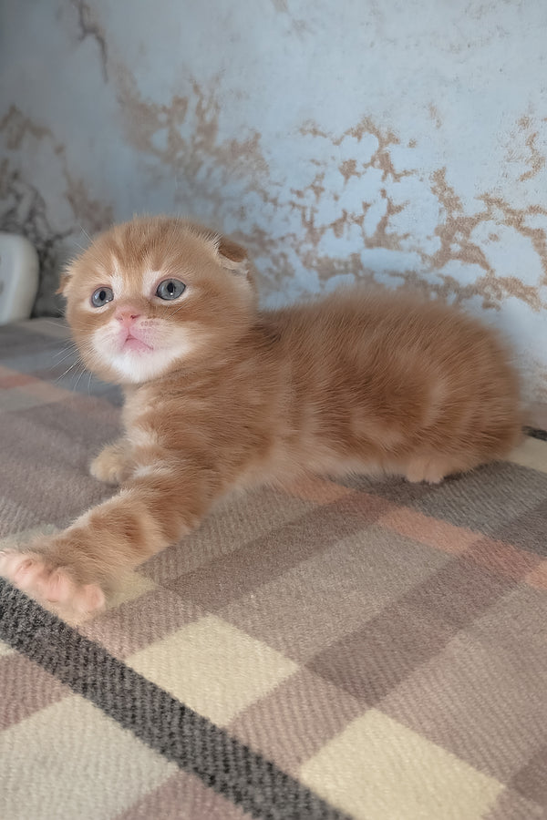 Alan | Scottish Fold Kitten