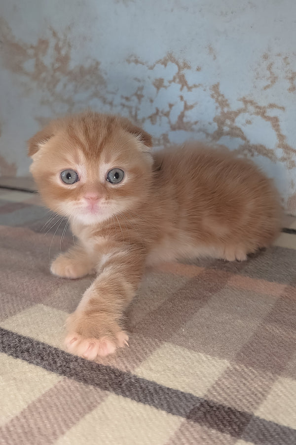 Alan | Scottish Fold Kitten