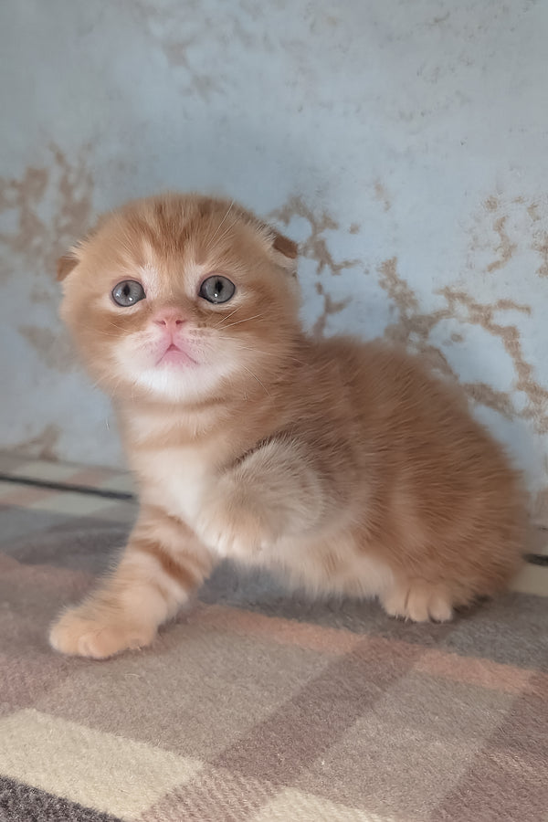 Alan | Scottish Fold Kitten
