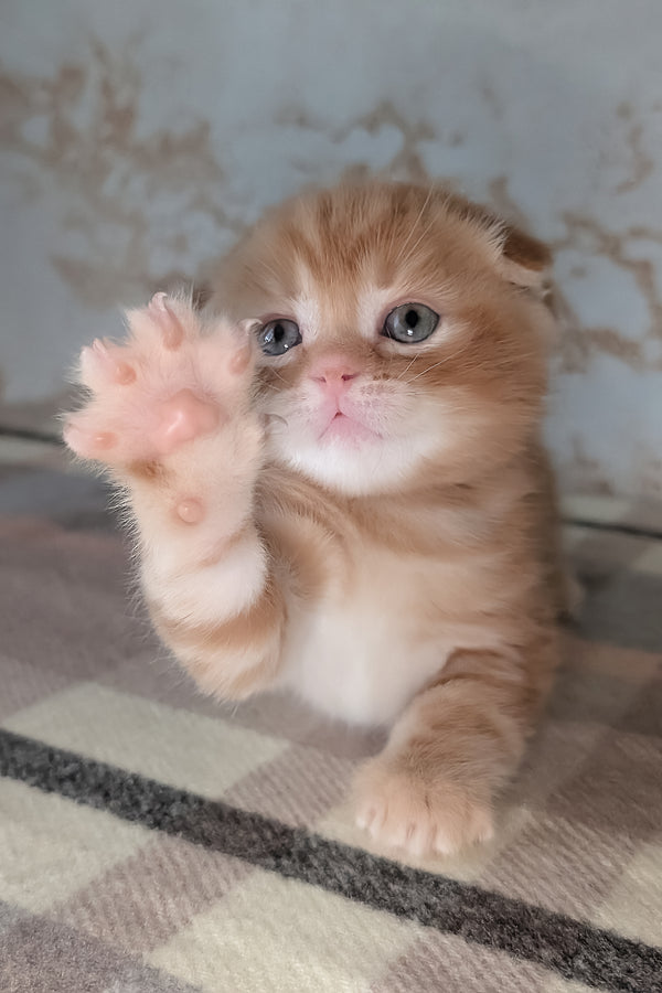 Alan | Scottish Fold Kitten
