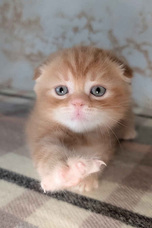 Alan | Scottish Fold Kitten