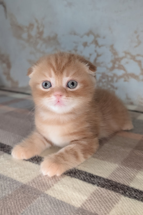 Alan | Scottish Fold Kitten