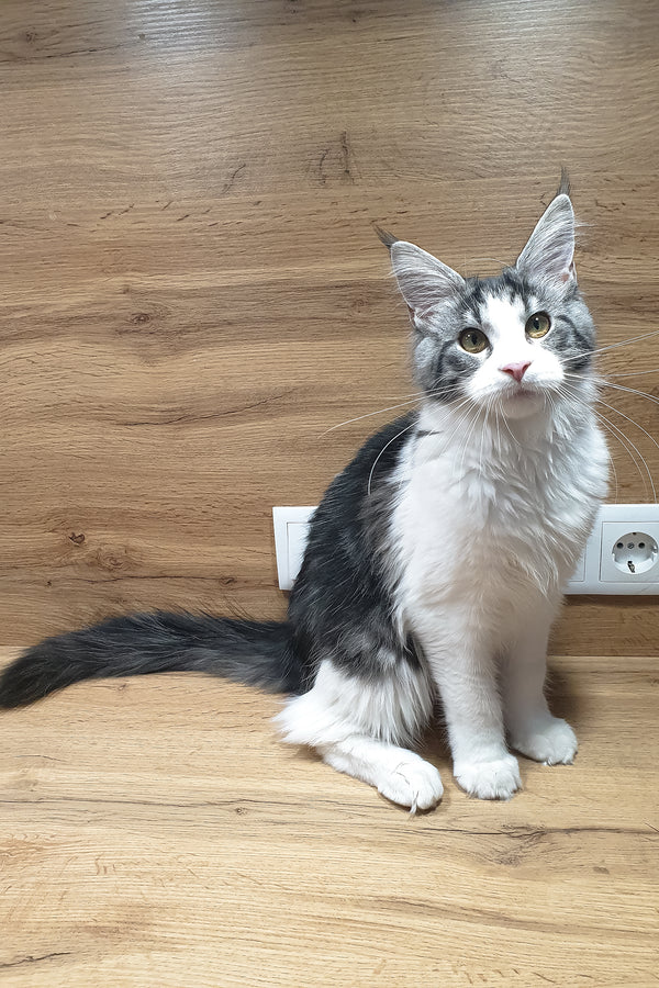 Albina | Maine Coon Kitten