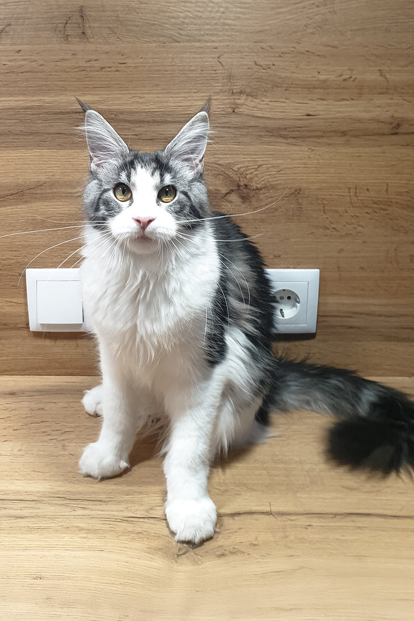 Albina | Maine Coon Kitten